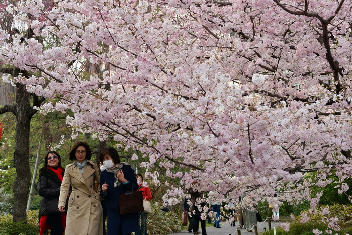 Настало время цветения сакуры. Фото: YOSHIKAZU TSUNO/AFP/Getty Images