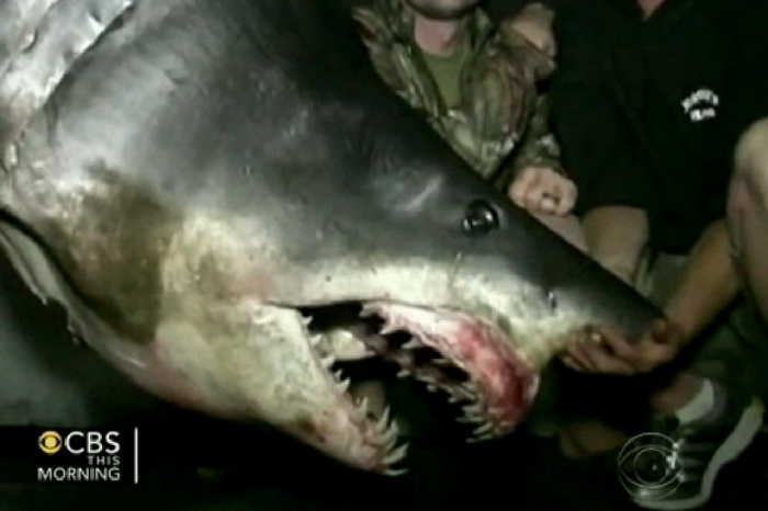 Гигантская акула поймана у побережья в штате Калифорния