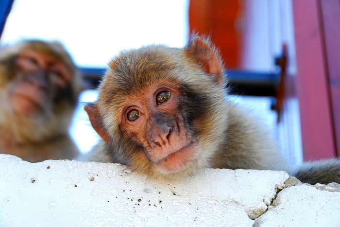 Браконьеры каждый год похищают тысячи обезьян из лесов Африки и Азии. Фото с сайта flickr.com