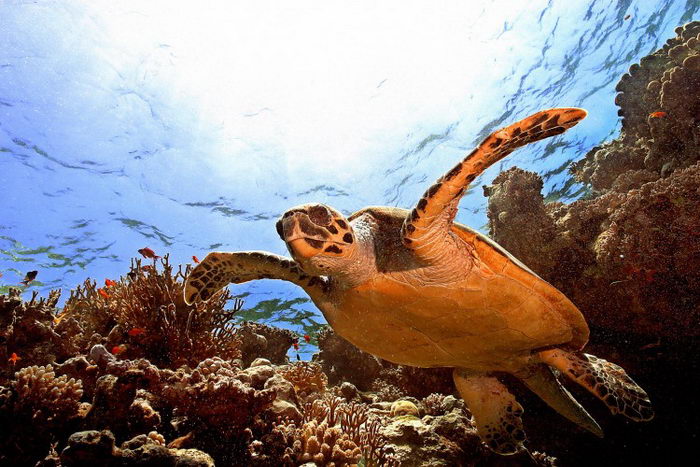 Китайские идиомы: Разговор морской черепахи с лягушкой из колодца