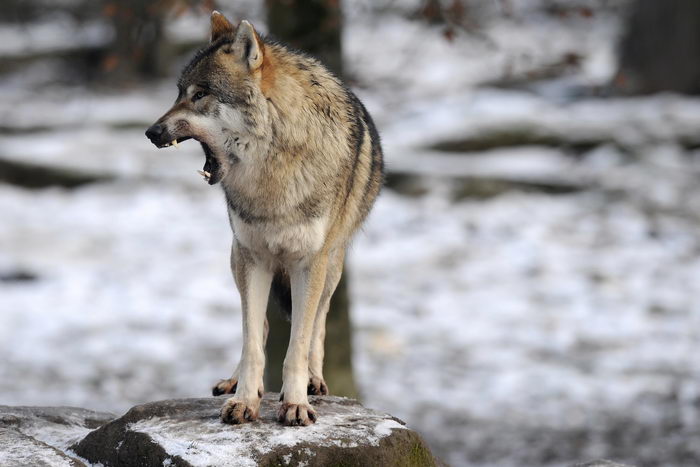 Швеция запретила охоту на волков