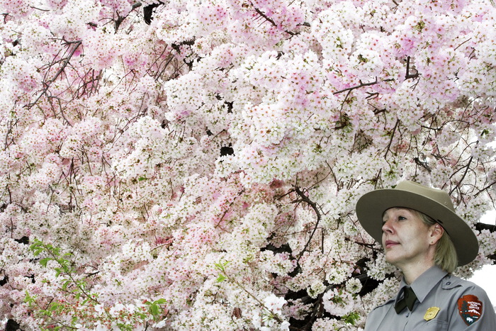 Фестиваль цветущей сакуры пройдет в Вашингтоне. Фото: RICHARDSPAUL J. RICHARDS/AFP/GettyImages