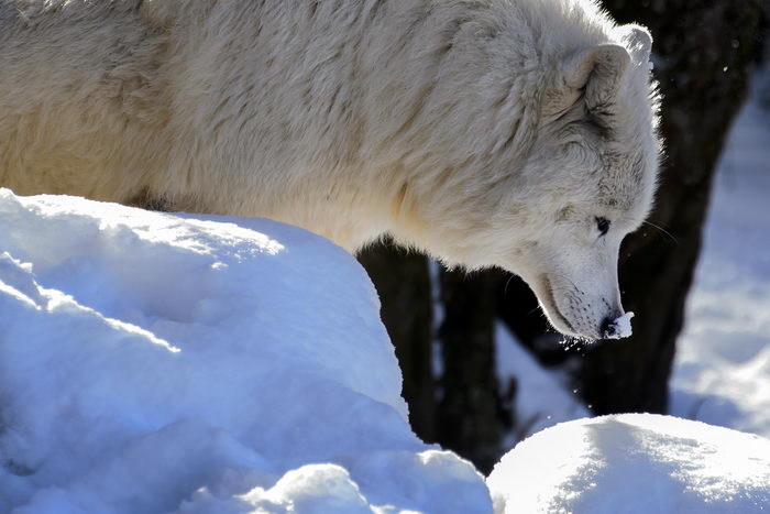 В Магаданской области в марте начнётся отстрел волков