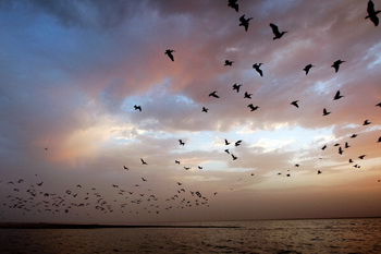 Небольшая певчая птица мигрирует на огромные расстояния. Фото: David McNew/Getty Images