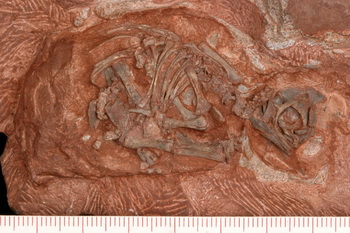 Скелет зародыша Массоспондилуса в кладке яиц динозавра. Голова была вытолкнута из яйца после смерти, вероятно, из-за газов, образующихся при трупном  разложении. Фото предоставлено Д. Скоттом