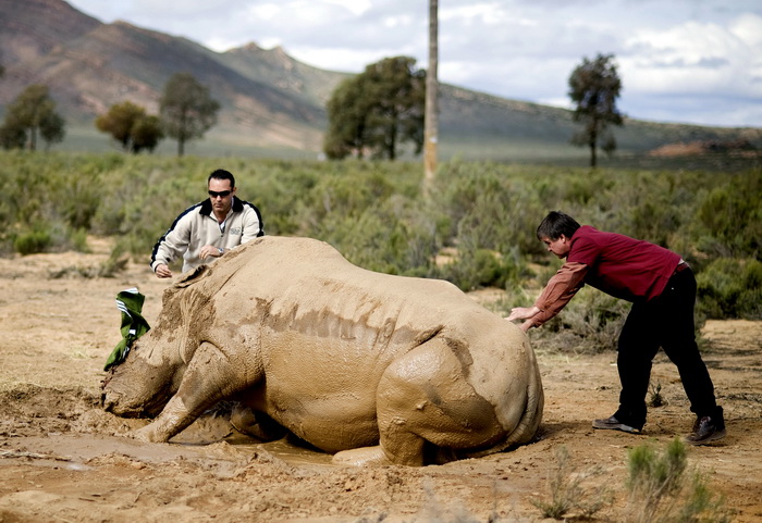 Браконьеры убили более ста носорогов в ЮАР