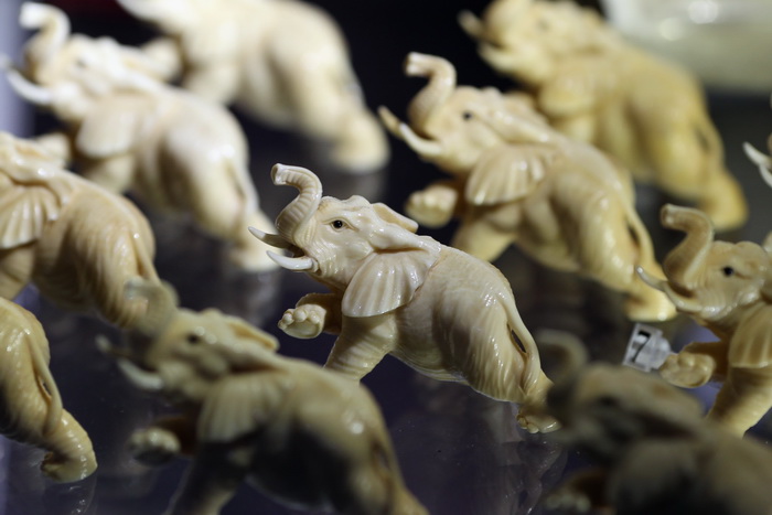 Выставка изделий из слоновой кости открылась во Флоренции