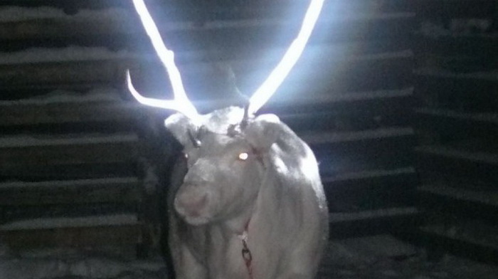 На Севере поймали оленя со светящимися рогами. Фото с https://gorodnovosti.com