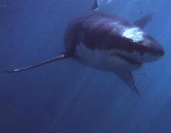 Новое нападение акулы произошло у берегов Кейптауна