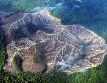 Аэрофотосъёмки показывают пустые площади в горах провинции Джамби на острове Суматра в Индонезии. Фото Romeo Gacad/AFP/Getty Images