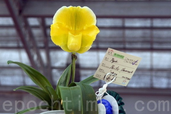  Орхидея-чемпион в группе «Тапочки святых». Фото: epochtimes.com