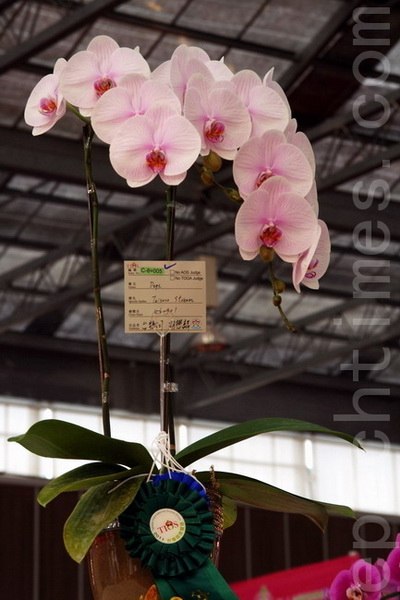Орхидея-чемпион в группе «Орхидеи бабочки». Фото: epochtimes.com