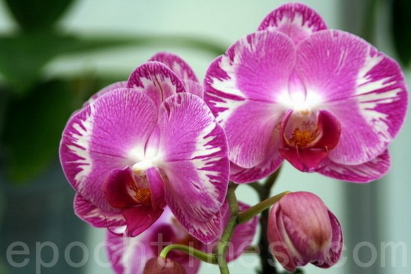 Орхидеи считаются самыми красивыми в начале весны. Фото: epochtimes.com