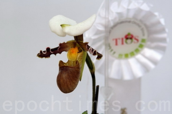 Орхидеи считаются самыми красивыми в начале весны. Фото: epochtimes.com