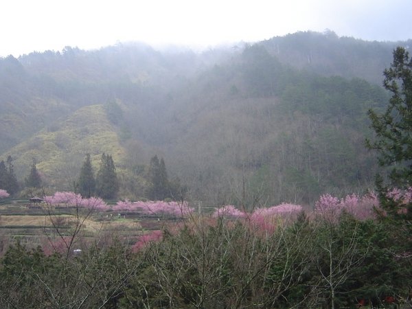 В Тайване зацвели вишни