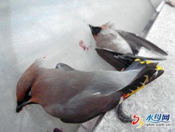 Птицы подлетают к зданию и совершают самоубийство, налетая на стены здания. Фото:shm.com.cn