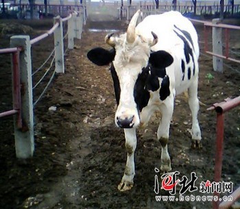 Трёхрогая корова живёт на Востоке Китая