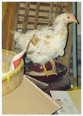 Курица-пьяница живёт в Китае