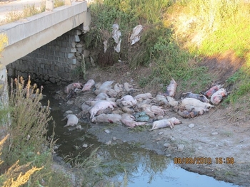 Свиная чума свирепствует на северо-востоке Китая. Власти умалчивают о реальной ситуации