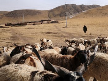 Тибетские скотоводы ведут борьбу за выживание в условиях исчезновения пастбищ