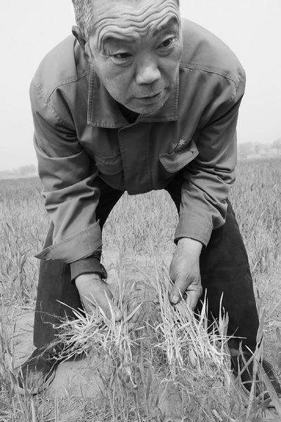 В результате загрязнения почвы и воды, значительно сократился урожай пшеницы. Уезд Юаньши провинции Хэбэй. Фото: morningpost.com.cn