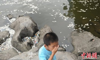 Массовый мор рыбы случился в китайской реке Хайхэ