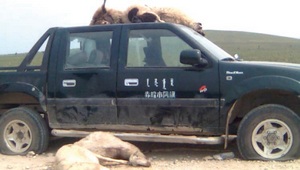 Во время мирной демонстрации фермеров в Южной Монголии были задавлены более 30 животных. Фото: Southern Mongolia Human Rights Information Center