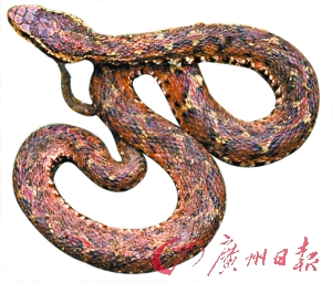 На китайскую деревню напали змеи. Фоторепортаж