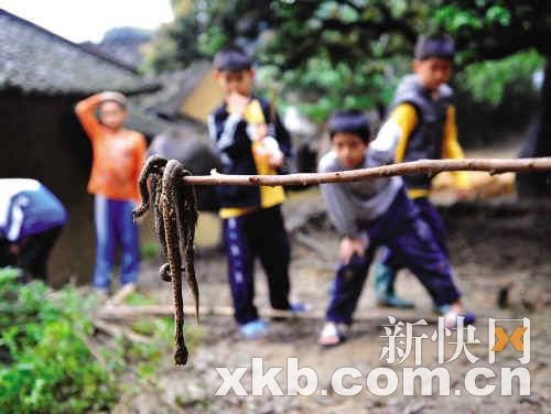 На китайскую деревню напали змеи. Фоторепортаж