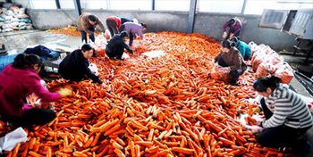 В Китае морковь моют в растворе натрия, который стимулирует раковые болезни