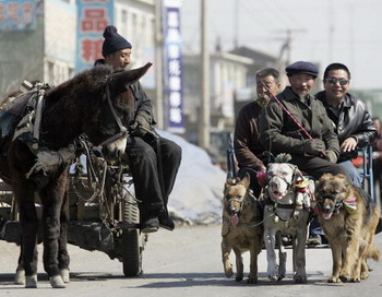 В Китае власти Шанхая издали закон: одна семья-одна собака