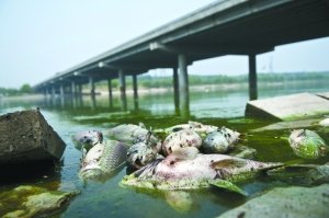 В одном из притоков Великого китайского канала от загрязнения массово гибнет рыба