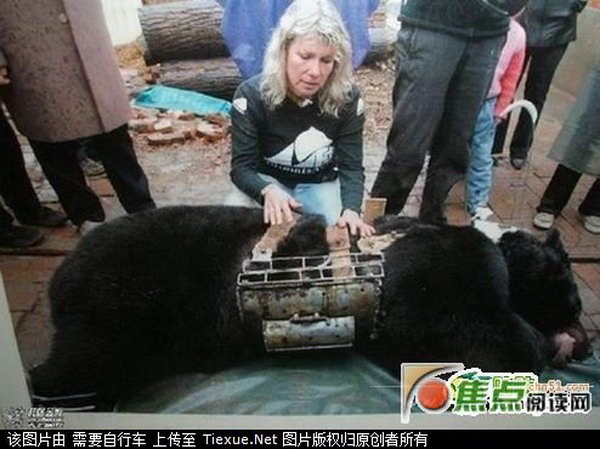 Трагическая и шокирующая история: чтобы уберечься от мук,  медведица  со слезами убивает своего медвежонка и себя