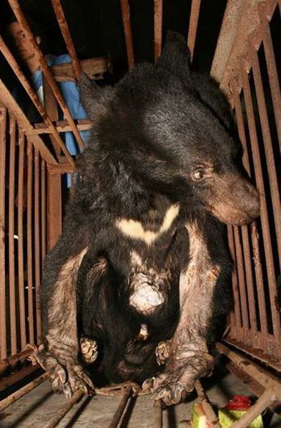 Трагическая и шокирующая история: чтобы уберечься от мук,  медведица  со слезами убивает своего медвежонка и себя