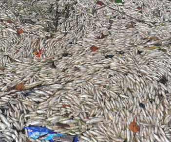 В Китае в отравленной кадмием реке погибли десятки тонн рыбы