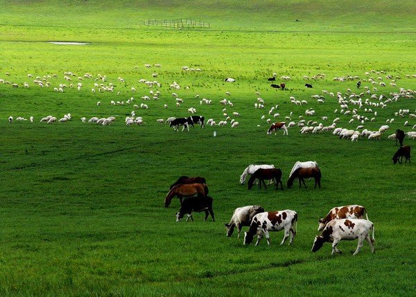 Красивые зелёные пастбища Внутренней Монголии. Фото с epochtimes.com