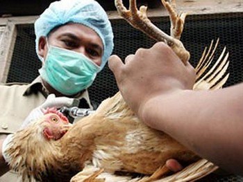 Птичий грипп поражает, в основном, птиц, но может быть заразен для человека. Фото с zeftera.ru