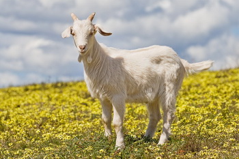 Вакцинация привела к гибели 4000 коз. Фото: kto-takoy.com