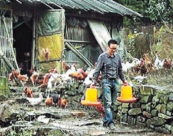 Курицы "Золотого Феникса"  в Китае