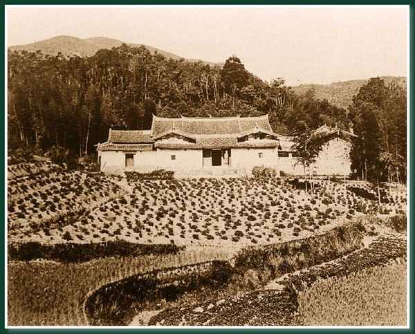 Чайная плантация.Город Фучжоу. 1860 год. Фото: Теодор Джонс