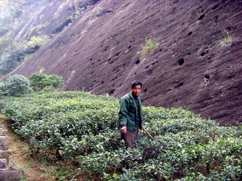 В китайских чаях обнаружено около 30 видов пестицидов