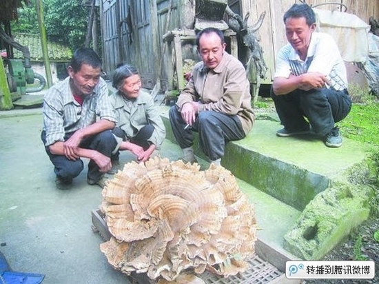 Гигантский гриб нашёл житель деревни Тунбао провинции Сычуань. Сентябрь 2011 год. Фото с epochtimes.com