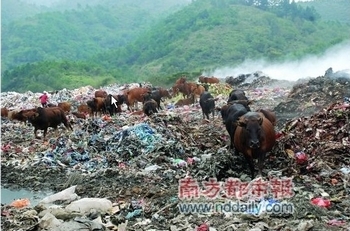 Коров в Китае пасут на свалке, чтобы быстрее росли