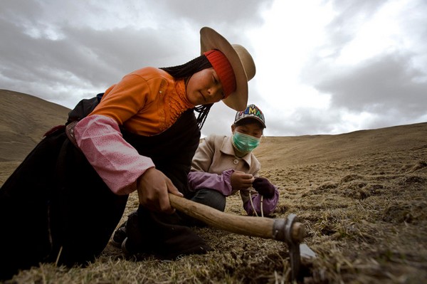 Сбор целебного гриба кордицепса в горах Тибета