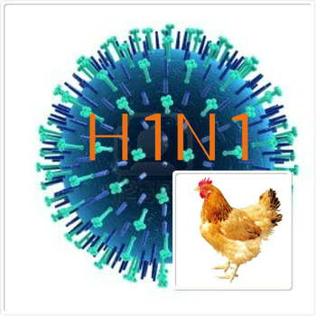 В Китае зафиксирована вспышка свиного гриппа H1N1