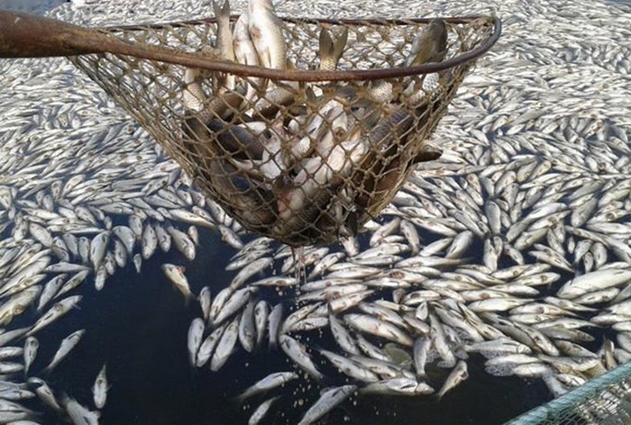 В водоёме на востоке Китая погибло около тысячи тонн рыбы