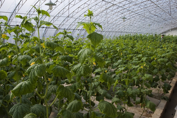 Без большого количества химикатов урожая в китайских теплицах не будет. Фото с epochtimes.com