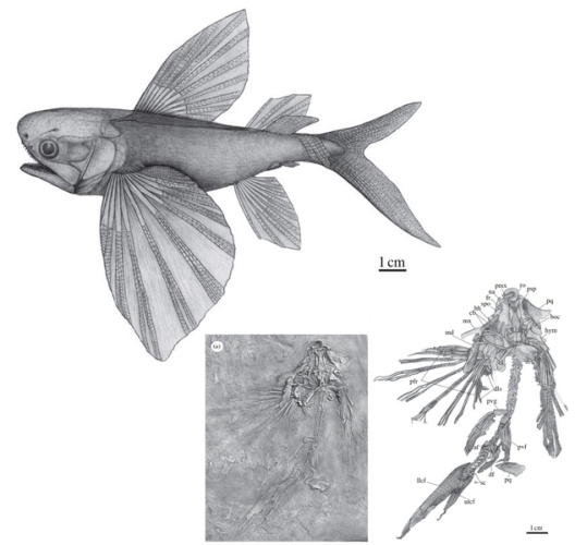 Древнюю окаменелую летучую рыбу нашли в Китае