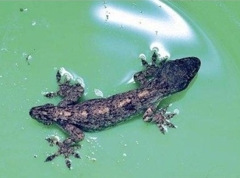 В центральном Китае обнаружили двухголового геккона. Фото: epochtimes.com