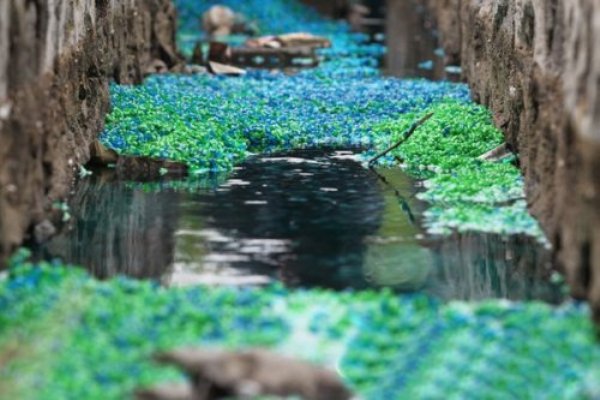 В Чжэнчжоу провинции Хэнань появилась река «радуга» из полых разноцветных желатиновых капсул. Фото: kanzhongguo.com